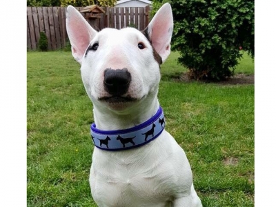 Halsband Bullterrier-Borte w