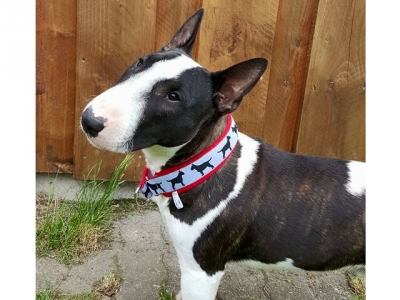 Halsband Bullterrier-Borte w