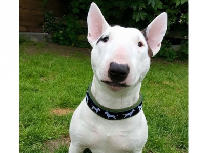 Halsband Bullterrier-Borte s