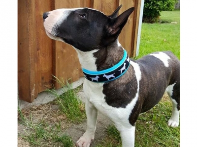 Halsband Bullterrier-Borte s